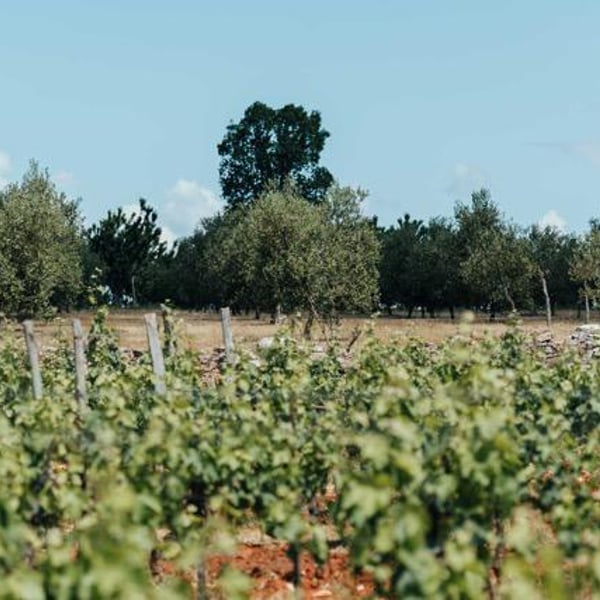 Ghira Winery - Damir Mihelić