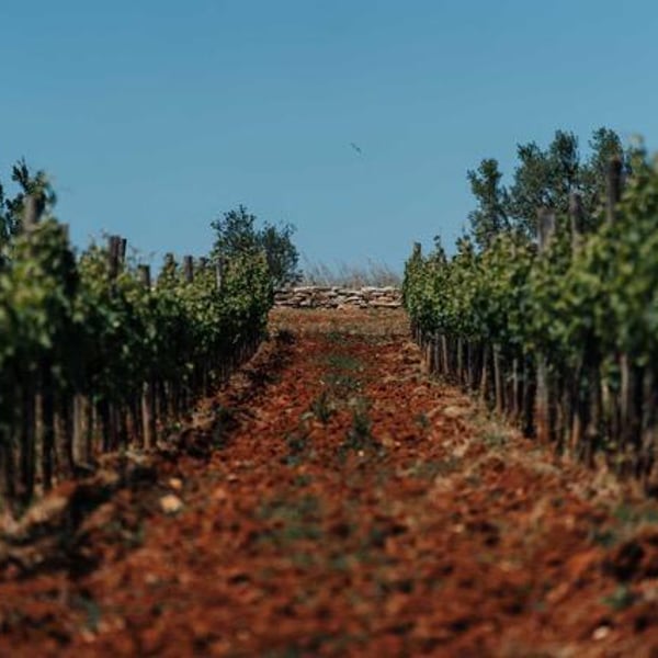 Ghira Winery - Damir Mihelić