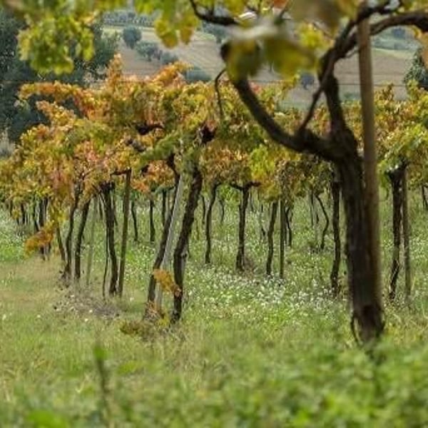 Daniela & Sofia Pepe