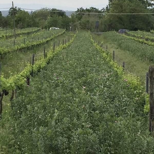 Daniele , Andrea & Lorenzo Dzieduszycki