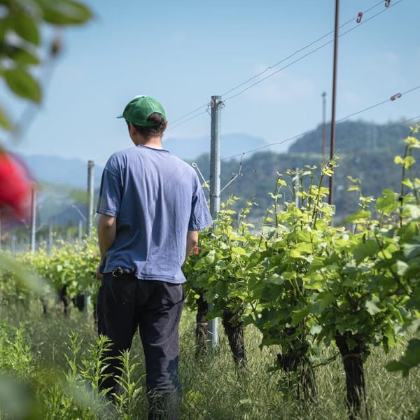 Azienda Agricola Caracristi Daniele - Daniele Caracristi