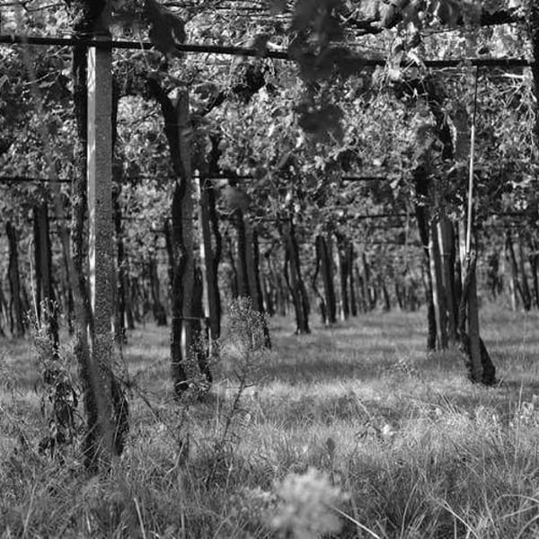 Azienda Agricola Daniele Portinari - Daniele Portinari