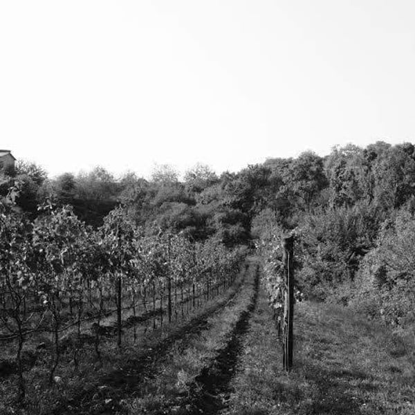 Azienda Agricola Daniele Portinari - Daniele Portinari