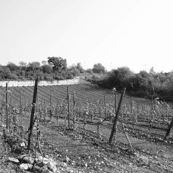 Azienda Agricola Daniele Portinari - Daniele Portinari