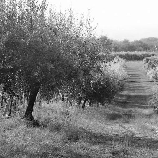 Azienda Agricola Daniele Portinari - Daniele Portinari