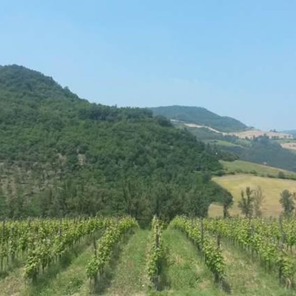 Cantina Al di là del Fiume - Danila Mongardi & Gabriele Monti