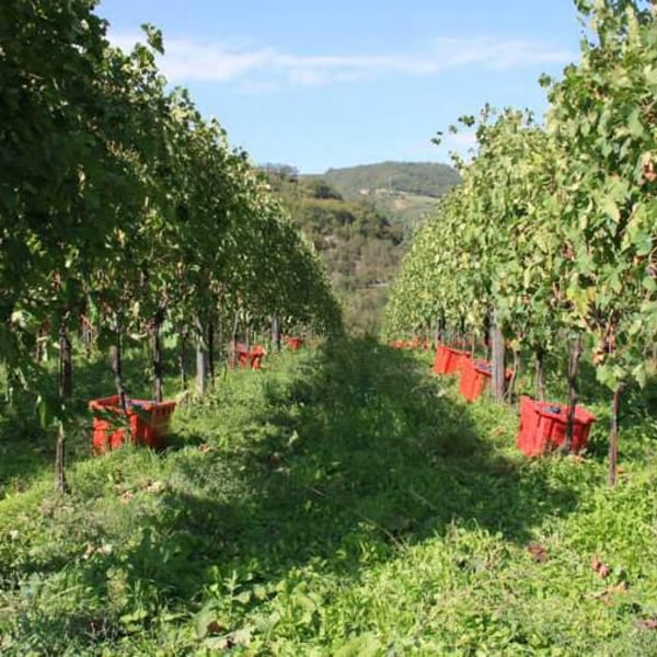Cantina Al di là del Fiume - Danila Mongardi & Gabriele Monti