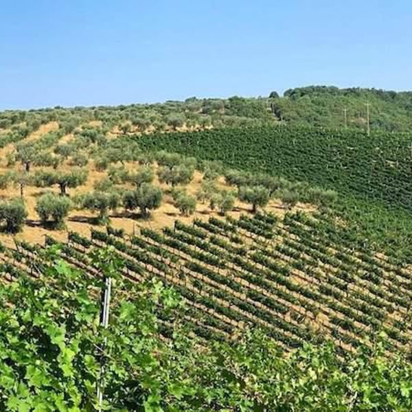 Programma Agricolo Dinamo - Danilo Marcucci, Rachele, Simone & Danilo Nofrini