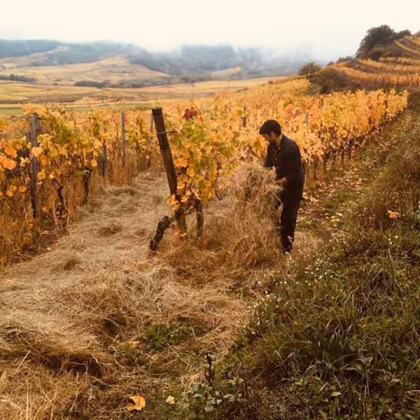 Domaine Muller-Koeberle - David Koeberle