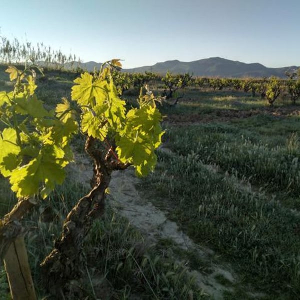 Orda Vins - David i Oriol