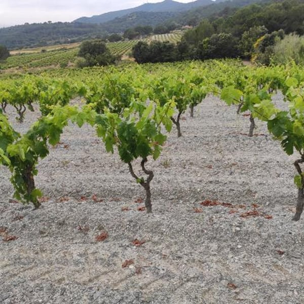 Orda Vins - David i Oriol
