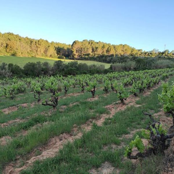 Orda Vins - David i Oriol