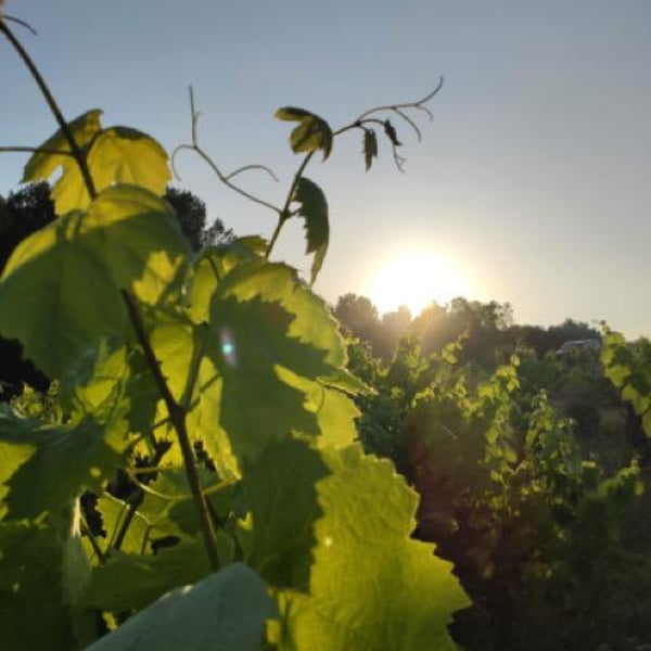 Orda Vins - David i Oriol