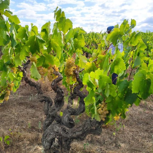 Orda Vins - David i Oriol