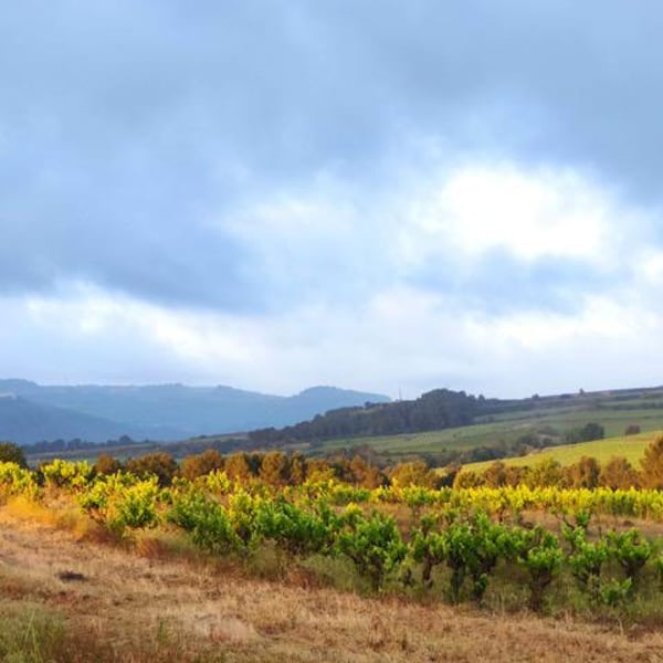 Orda Vins - David i Oriol