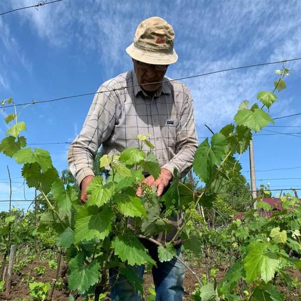 Tklapi’s Marani - Kapi’s Wine - David Kapanadze