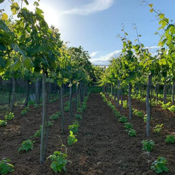 Tklapi’s Marani - Kapi’s Wine - David Kapanadze