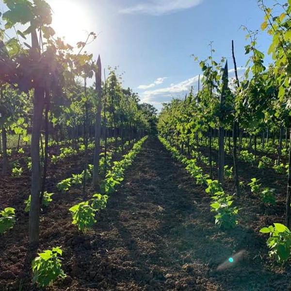 Tklapi’s Marani - Kapi’s Wine - David Kapanadze