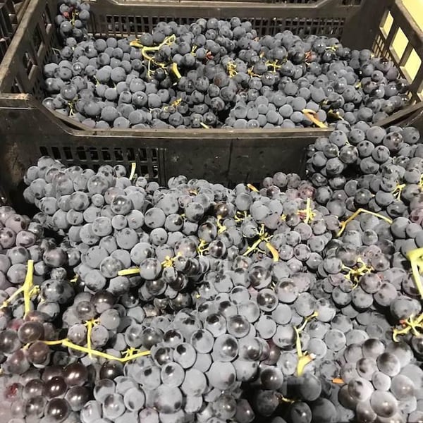 Vignoble de Jape-loup - David Theunis