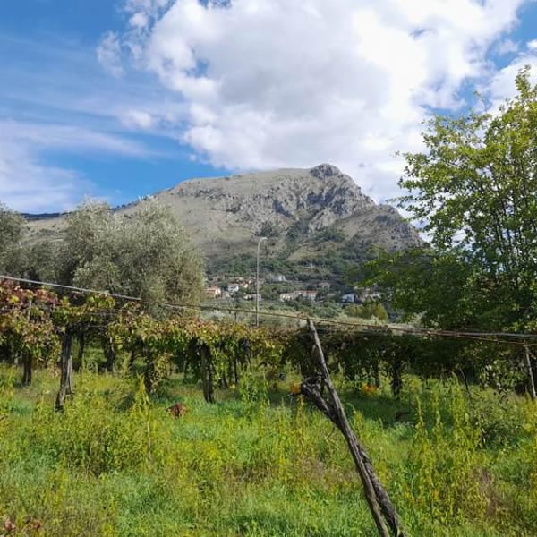 Cantina Del Disordine - Davide Picariello