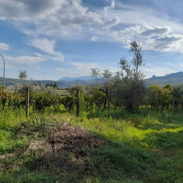 Cantina Del Disordine - Davide Picariello