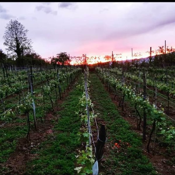 Kobidzeebis marani - Dato’s Wine - Davit & Tariel Kobidze