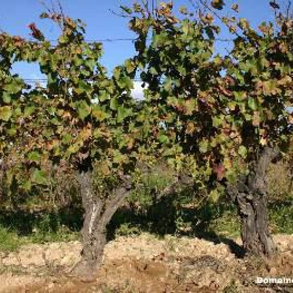Domaine de Clairac/Domaine d'O - Déborah & Olivier Knowland