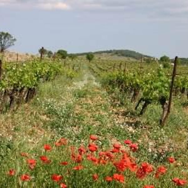 Domaine de Clairac/Domaine d'O - Déborah & Olivier Knowland