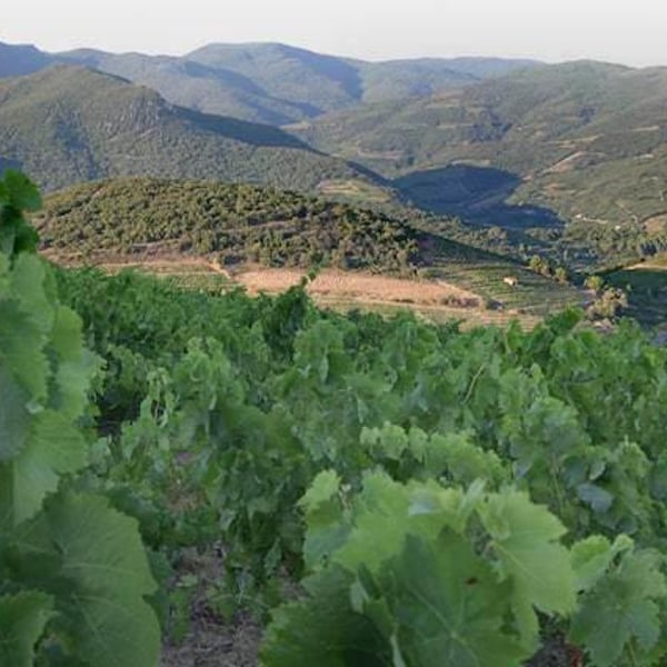 Domaine de Clairac/Domaine d'O - Déborah & Olivier Knowland
