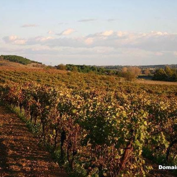 Domaine de Clairac/Domaine d'O - Déborah & Olivier Knowland
