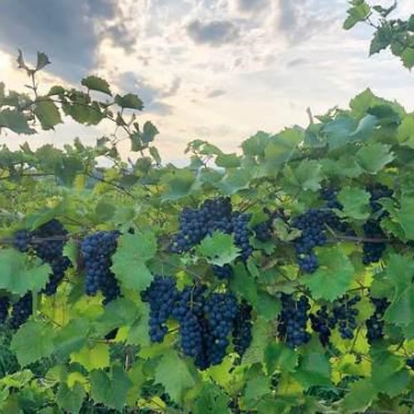 La Garagista Farm & Winery - Deirdre Heekin and Caleb Barber