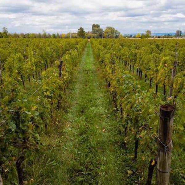 Azienda Agricola Denis Montanar - Denis Montanar