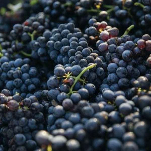 Weingut Wolf - Dennis Wolf