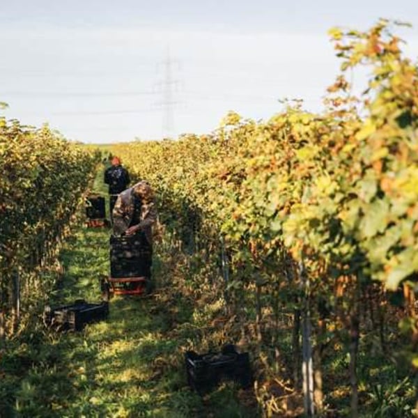 Weingut Wolf - Dennis Wolf