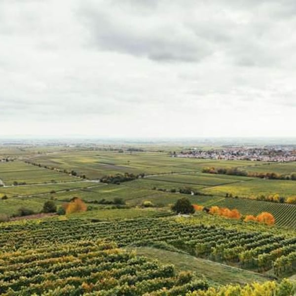 Weingut Wolf - Dennis Wolf