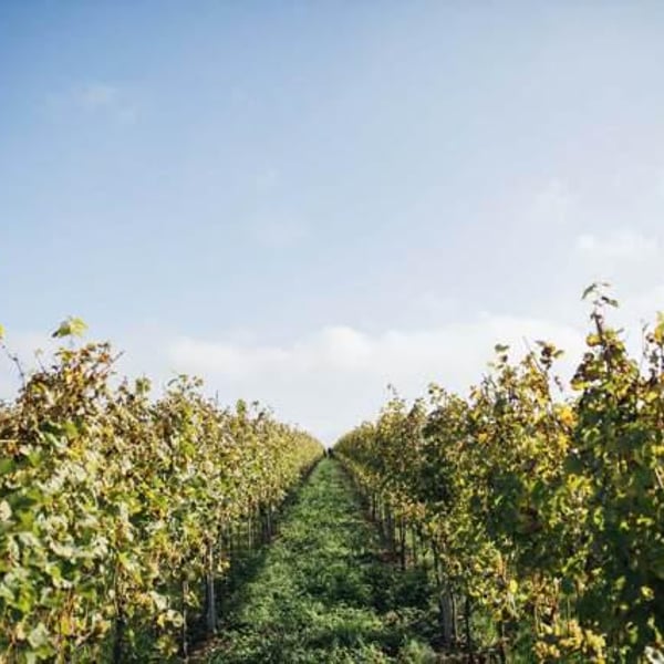 Weingut Wolf - Dennis Wolf