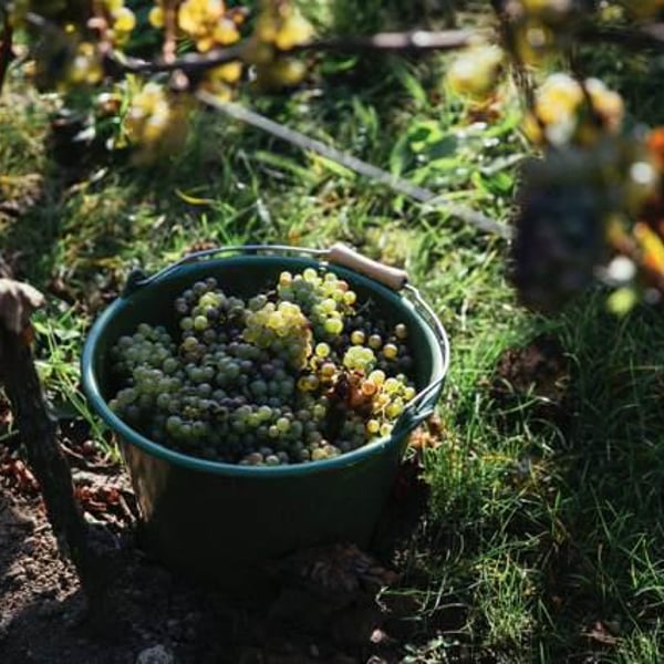 Weingut Wolf - Dennis Wolf