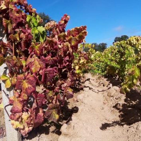Cantina Dessolis - Stefano Dessolis