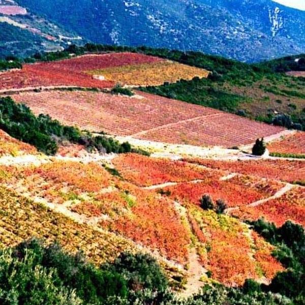Domaine Léon Barral - Didier Barral
