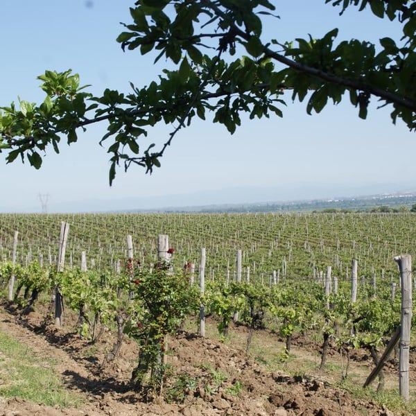 Natural Wine Fellows of Zagreus (at Zagreus) - Dimitar & Momchil & Stanimir & Ivan