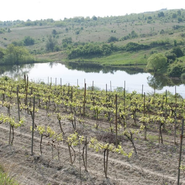 Natural Wine Fellows of Zagreus (at Zagreus) - Dimitar & Momchil & Stanimir & Ivan
