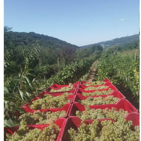 Azienda Agricola Cacovich - Dimitri Cacovich