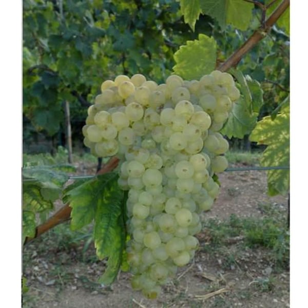 Azienda Agricola Cacovich - Dimitri Cacovich