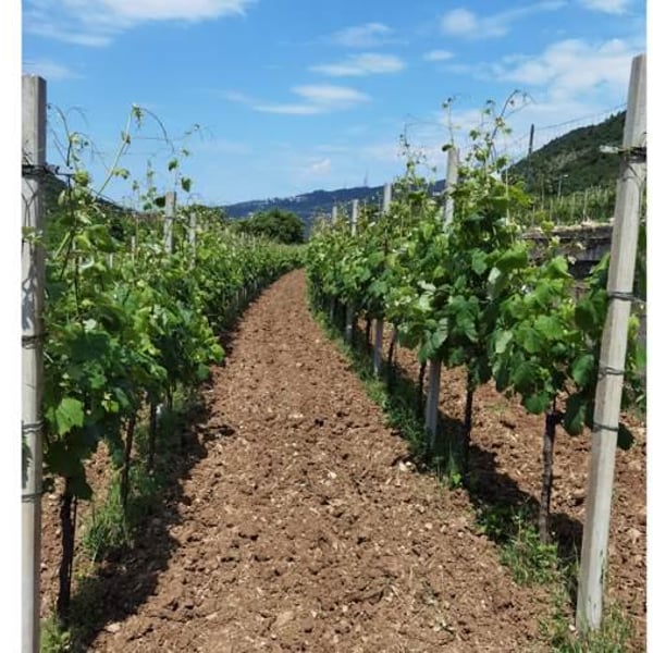Azienda Agricola Cacovich - Dimitri Cacovich