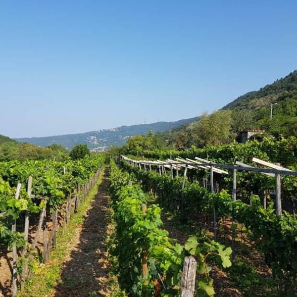 Azienda Agricola Cacovich - Dimitri Cacovich