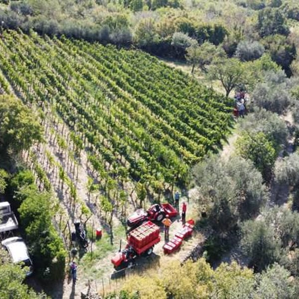 Azienda Agricola Cacovich - Dimitri Cacovich