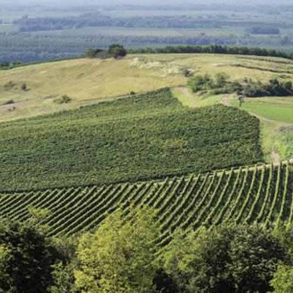 Bikicki Winery - Djordje Bikicki