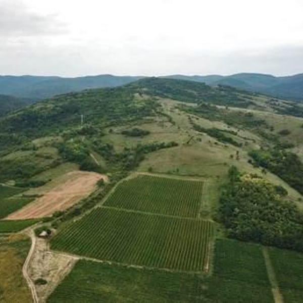 Bikicki Winery - Djordje Bikicki