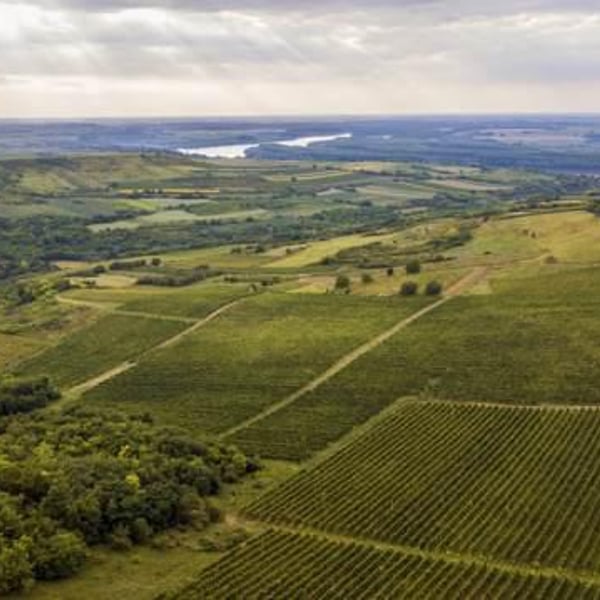 Bikicki Winery - Djordje Bikicki
