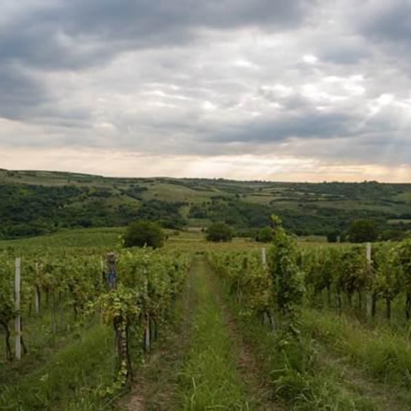 Bikicki Winery - Djordje Bikicki